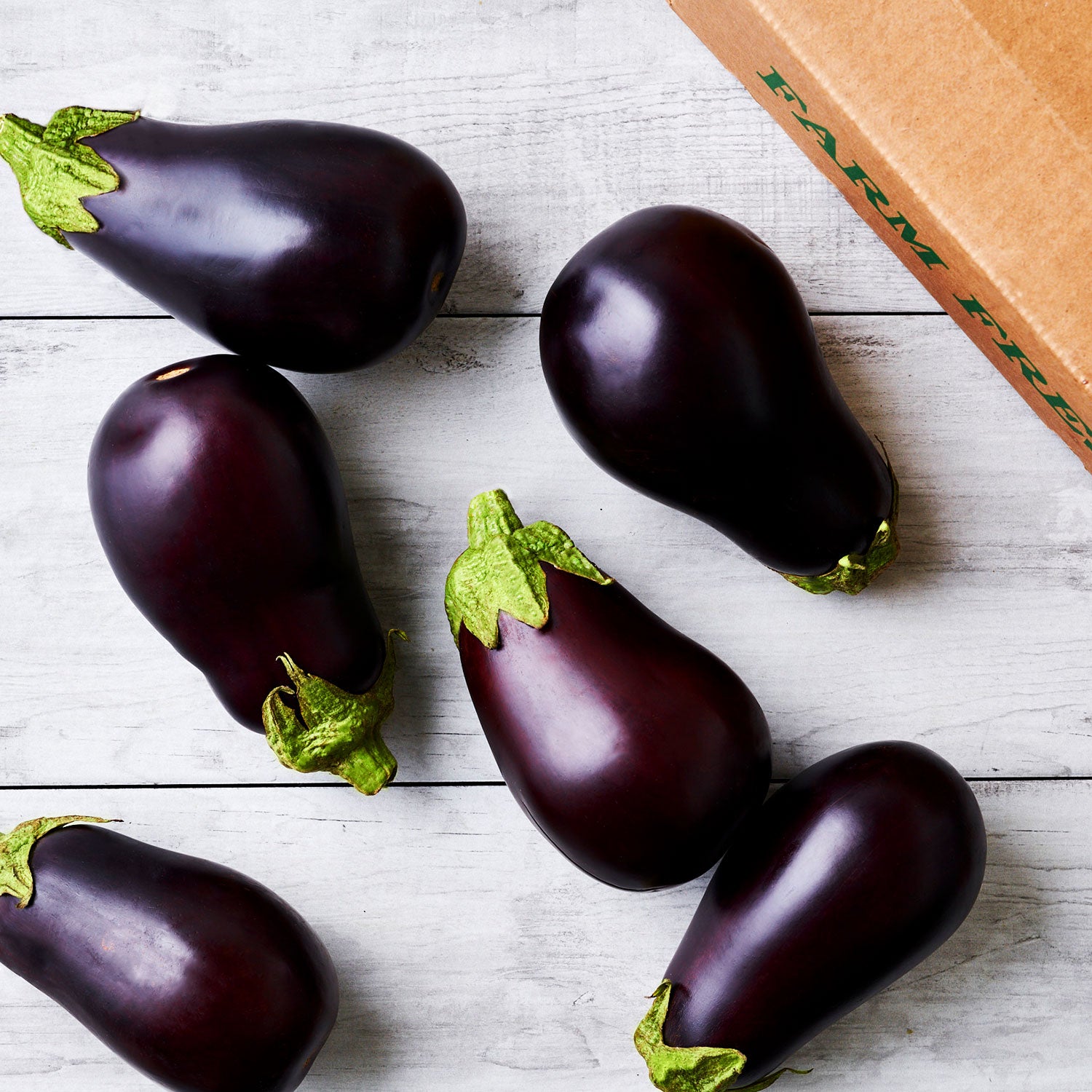 water eggplant Jaylo F1 Eggplant (Untreated seed) | Paramount Seeds Inc